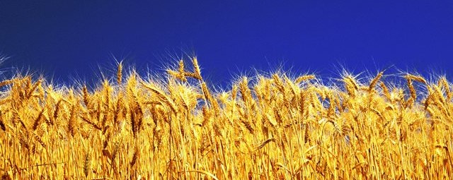 что-объединяет-украинцев